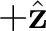 $+\hat{\mathbf z}$