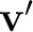 $\mathbf v'$
